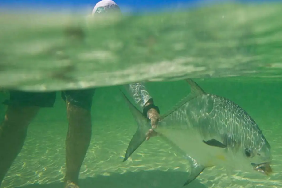 Zapata Cuba Fishing